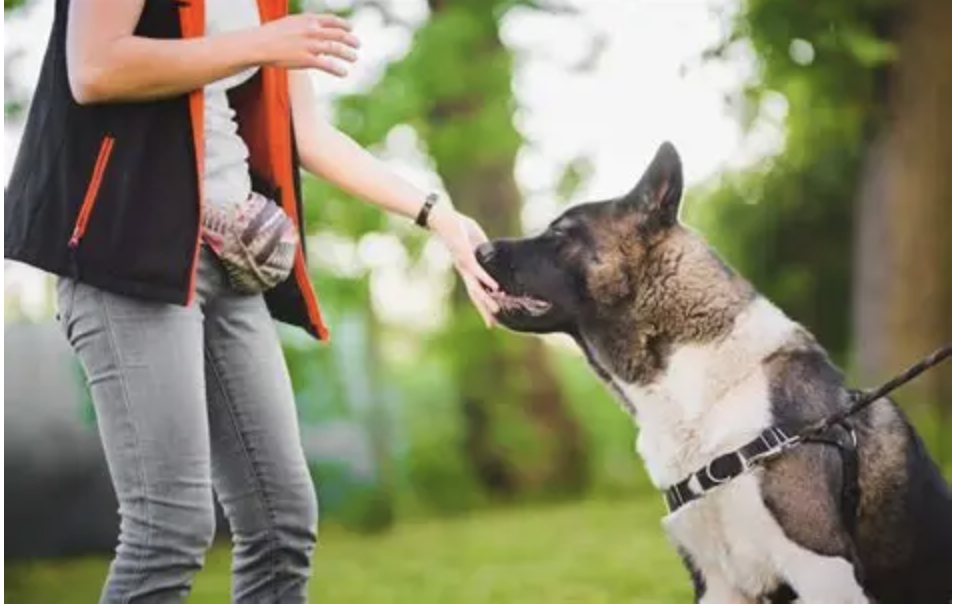 Akita training protocols