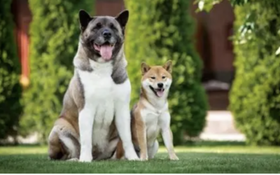 American Akita Structural Analysis: Size, Strength, and Breed Comparisons