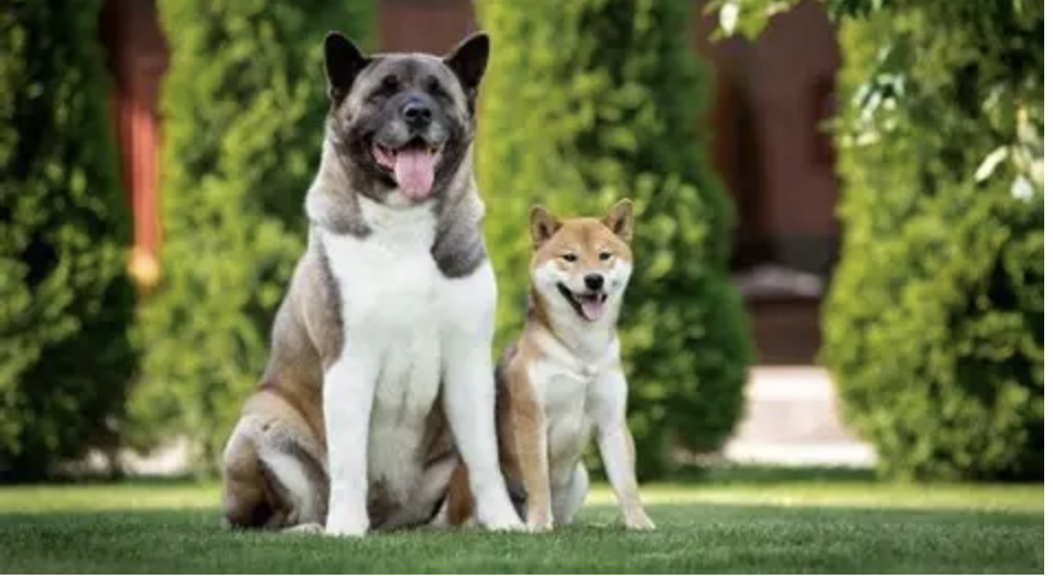 A majestic, large-boned American Akita standing proudly next to a compact, fox-like Shiba Inu to illustrate their stark size contrast. Akita breed comparison