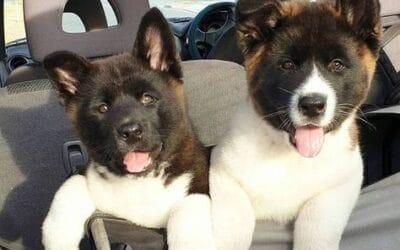 How to Buy Akita Puppies Online Safely