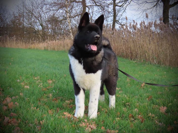 An adult American Akita sitting calmly on a leash, exhibiting an attentive and alert protective expression. Side profile of a mature American Akita showing breed substance.