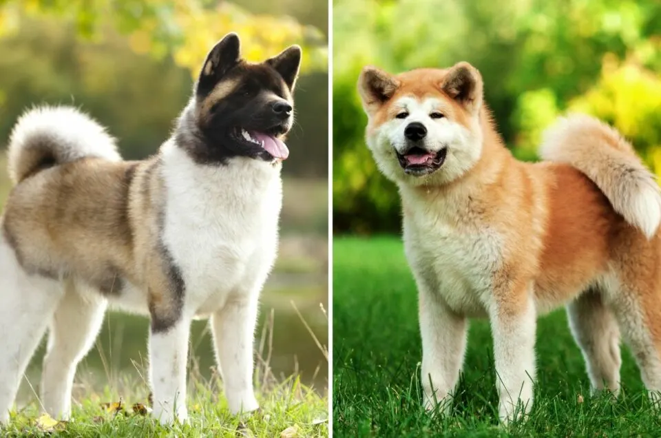 American Akita breed comparison chart showing size differences between Akita, Shiba Inu, and Pit Bull.