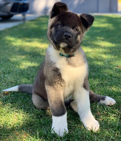 Available American Akita puppies