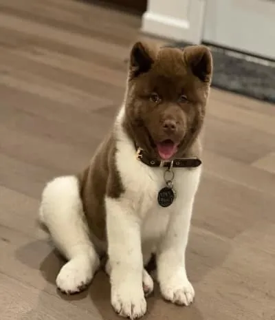 available American Akita puppies