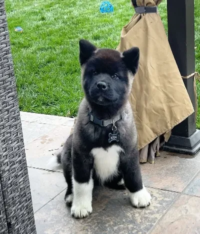 available American Akita puppies