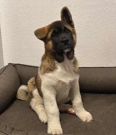 Available American Akita Puppies