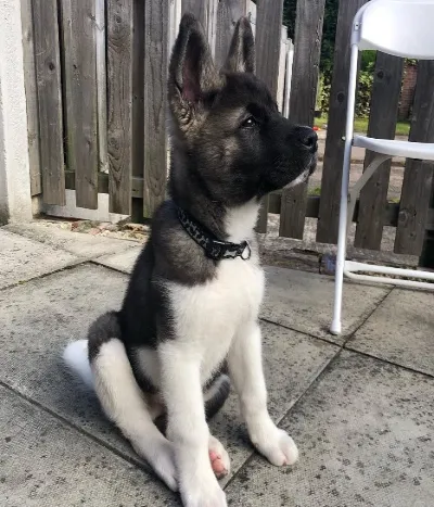 Available American Akita puppies