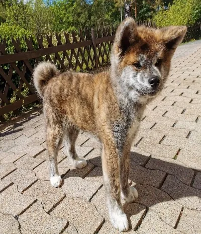 available American Akita puppies