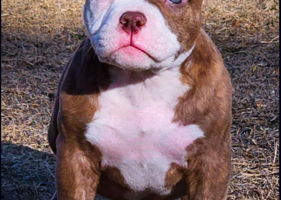 Which dog is most powerful than a Pitbull