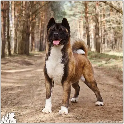 Are Akita Safe with Kids?