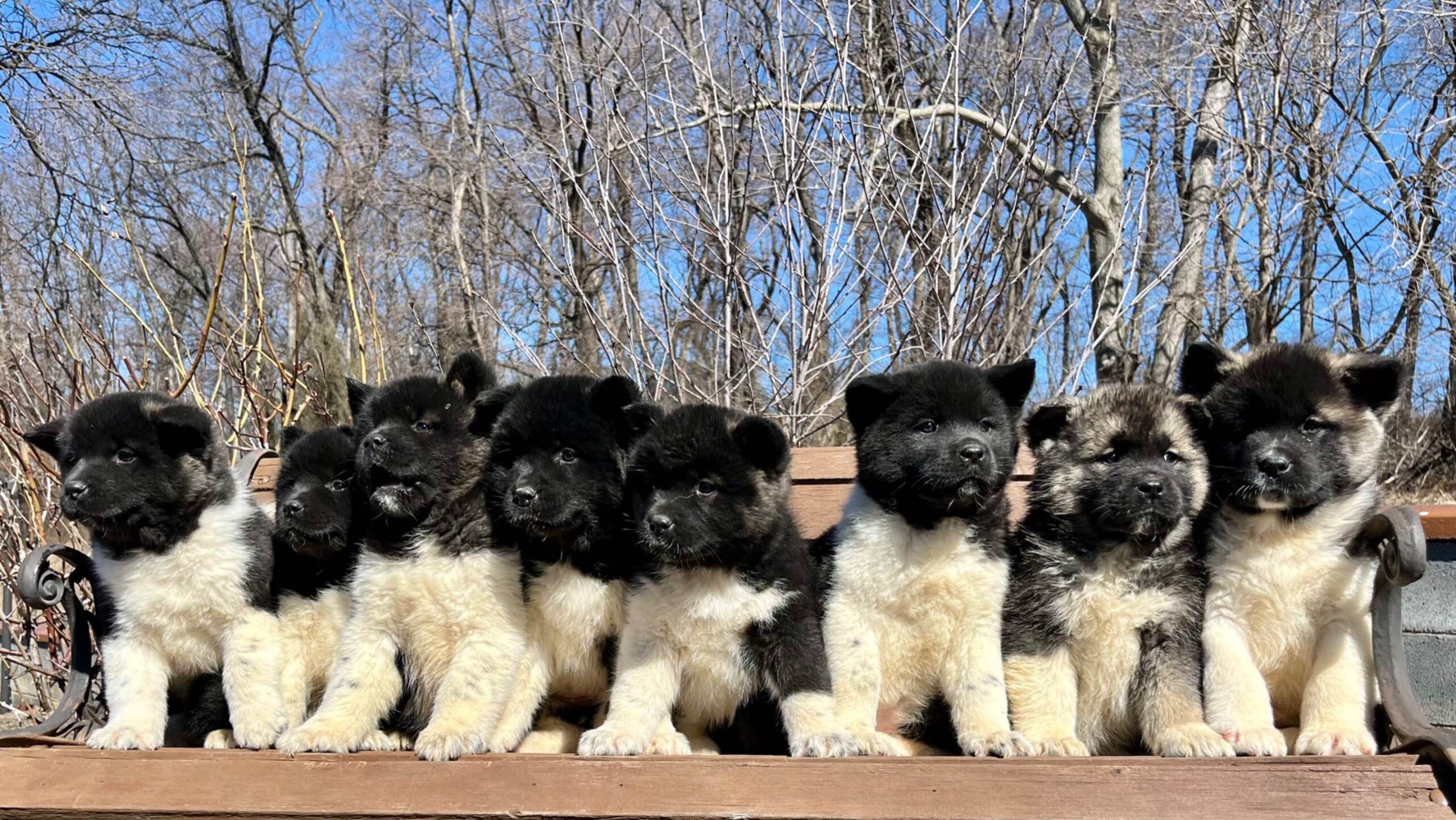 American Akita puppy for Sale