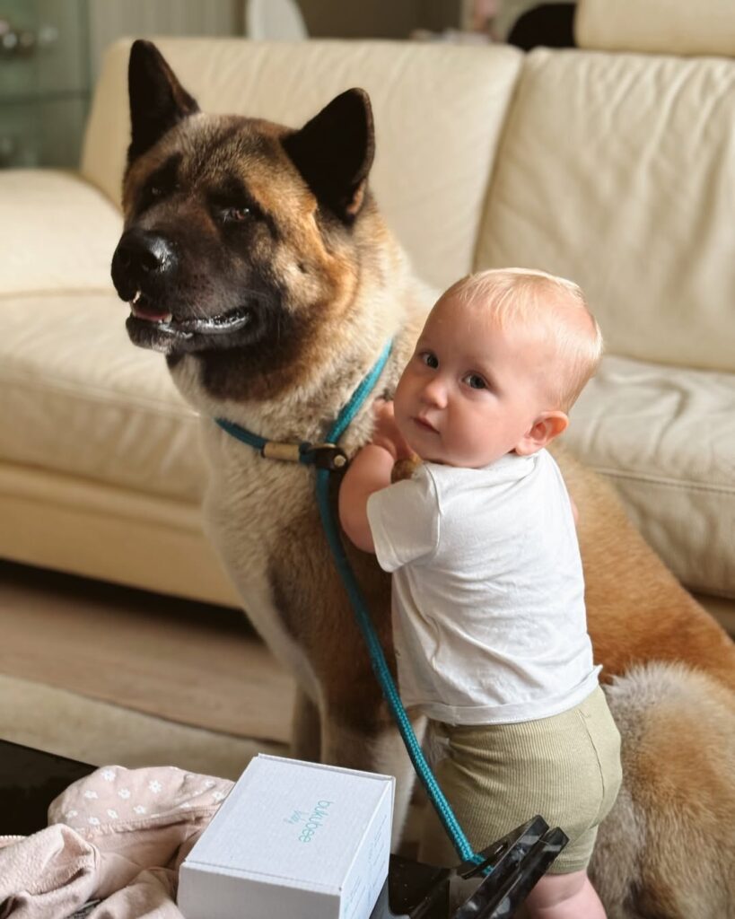 Akita aggression myths