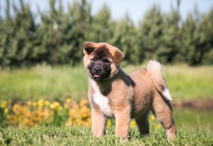 How Much Do Pure Breed Akitas Cost? 