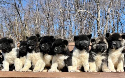 Do Akitas Have an Aggressive Reputation?SEPARATING MYTH FROM FACT