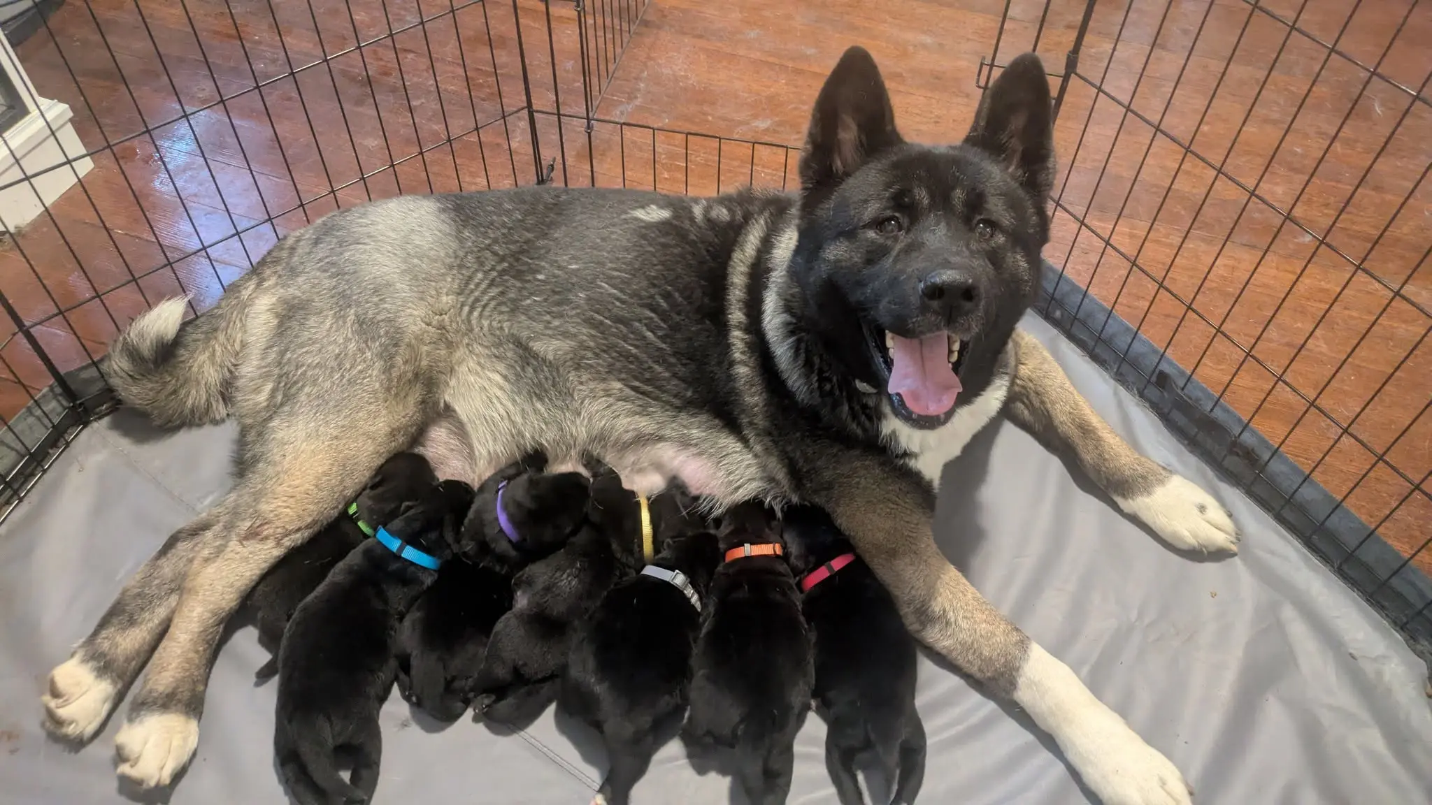 View current litter documentation and available companions"