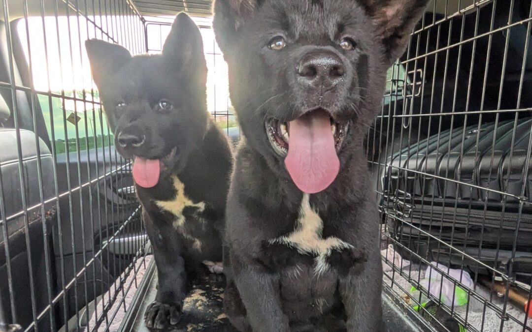 Akita Training Protocols