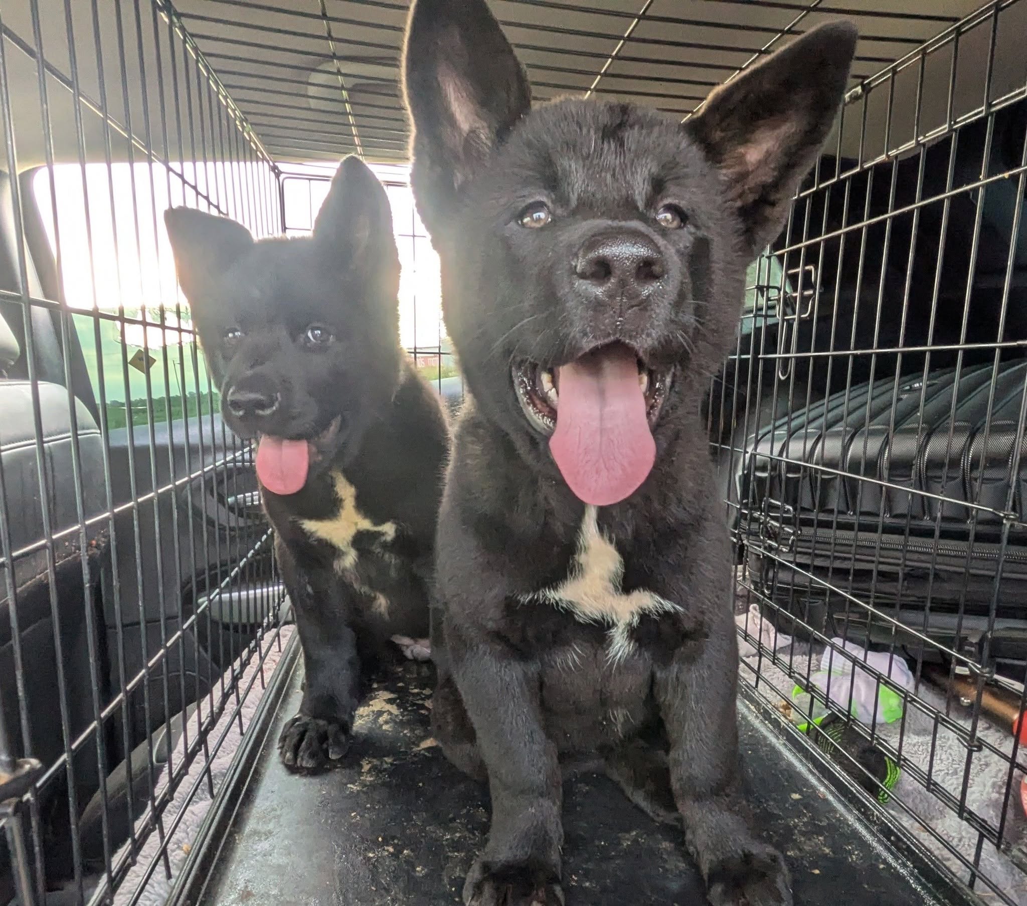 759975833_122134009575169721_3984966546204751000_n Akita training protocols