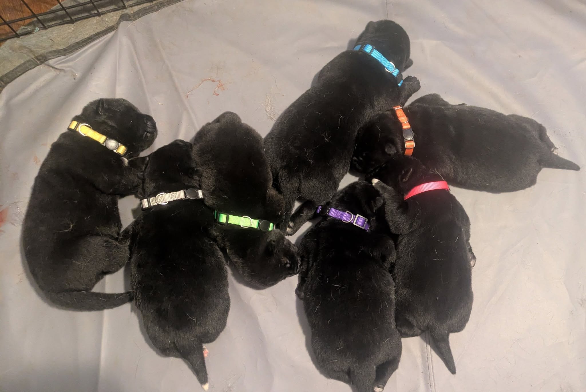 American Akita puppies