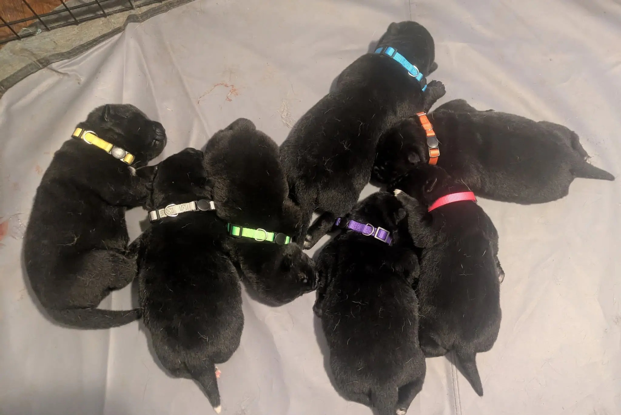 American Akita puppies