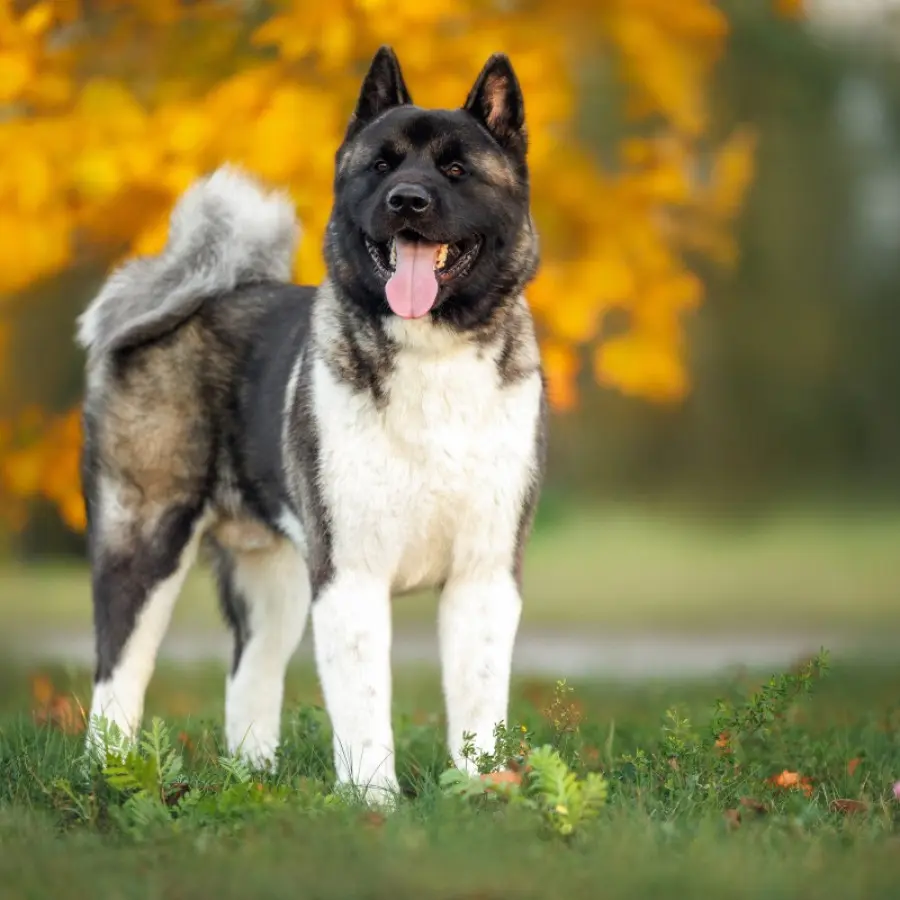 Akita aggression reputation myth