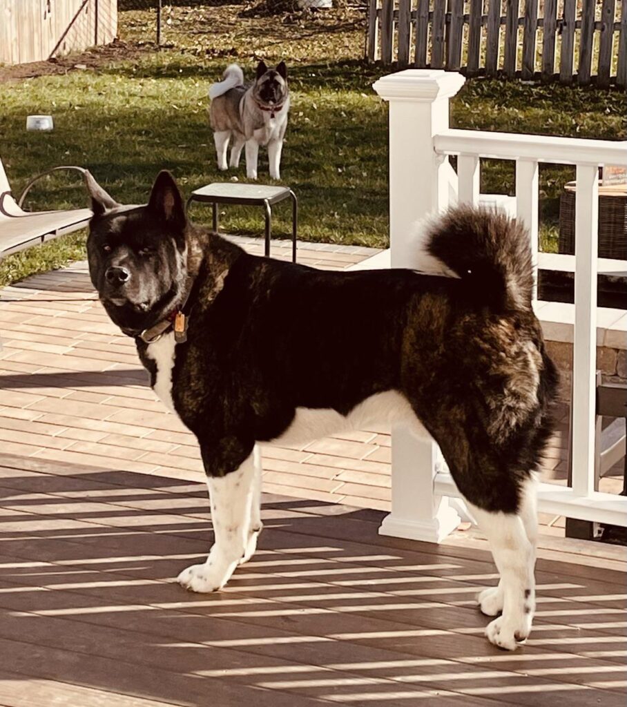 Akita training protocols